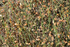 Lepidobolus drapetocoleus