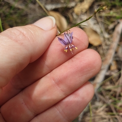 Caesia parviflora vittata