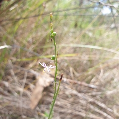Caesia parviflora vittata