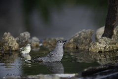 Dumetella carolinensis