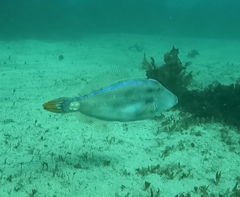 Meuschenia trachylepis