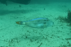 Meuschenia trachylepis