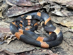Oxyrhopus petolarius