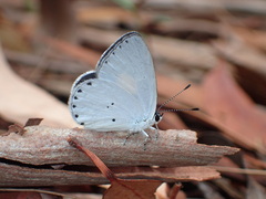 Candalides xanthospilos