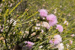 Melaleuca decussata