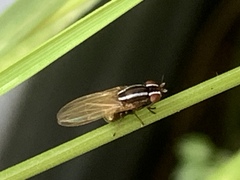 Poecilohetaerus aquilus