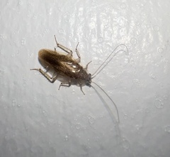 Pseudophyllodromiinae