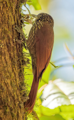 Lepidocolaptes affinis