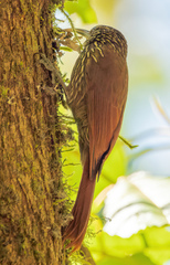 Lepidocolaptes affinis