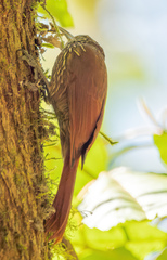 Lepidocolaptes affinis