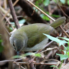 Camaroptera brachyura