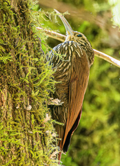 Lepidocolaptes affinis