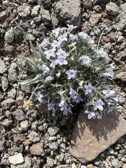 Langloisia setosissima setosissima