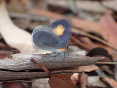 Candalides xanthospilos