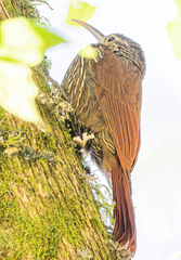 Lepidocolaptes affinis