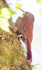 Lepidocolaptes affinis