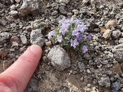 Langloisia setosissima setosissima