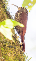 Lepidocolaptes affinis