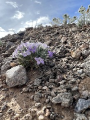 Langloisia setosissima setosissima