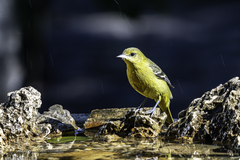 Icterus spurius