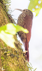 Lepidocolaptes affinis