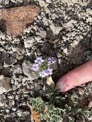 Langloisia setosissima setosissima