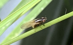 Poecilohetaerus aquilus