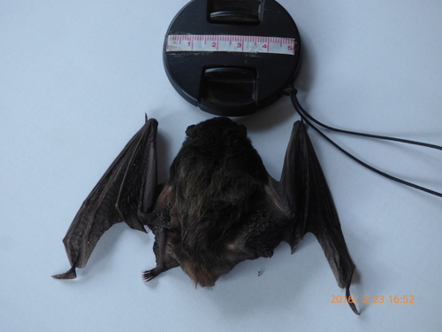 Gould's Wattled Bat