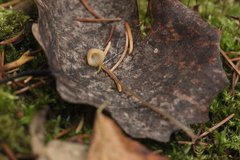 Mycena viridimarginata