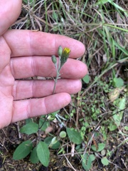 Hieracium lepidulum