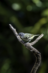 Vireo solitarius
