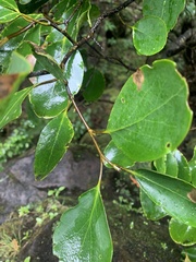 Griselinia