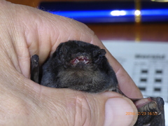 Chalinolobus gouldii