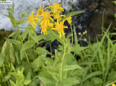 Senecio triangularis