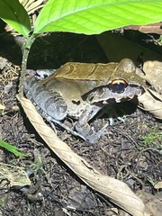 Leptodactylus pentadactylus
