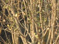 Phylloscopus fuscatus