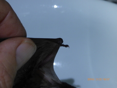 Chalinolobus gouldii