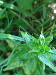 Epilobium adenocaulon
