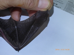 Chalinolobus gouldii