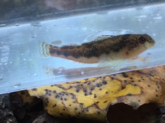 Etheostoma duryi