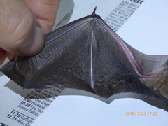 Chalinolobus gouldii