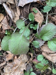 Packera obovata