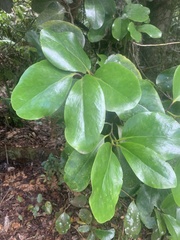 Griselinia lucida