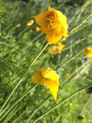 Calochortus barbatus
