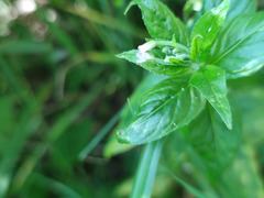 Epilobium adenocaulon