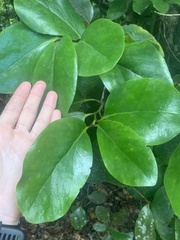 Griselinia lucida