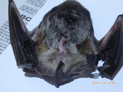 Chalinolobus gouldii