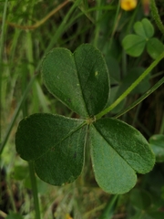Oxalis spiralis