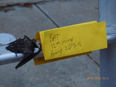 Chalinolobus gouldii