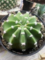 Echinopsis